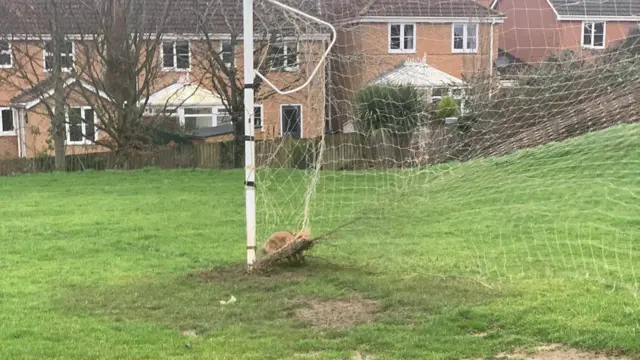 Fox stuck in netting