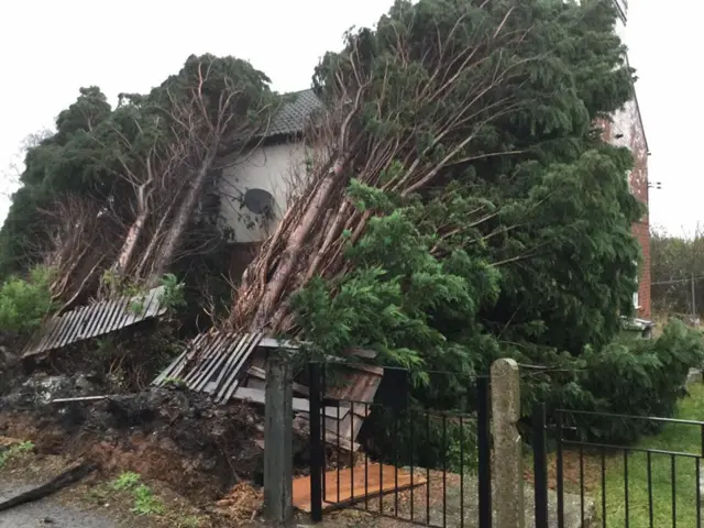 A group of trees fell onto a house this morning in Shirebrook, Derbyshire.