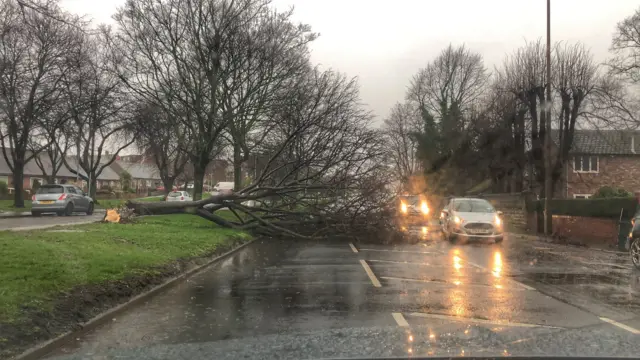 A fallen tree