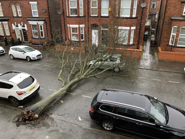 Downed tree crushes car in Wigan