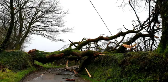 A fallen tree in a road near Bodmin Moor