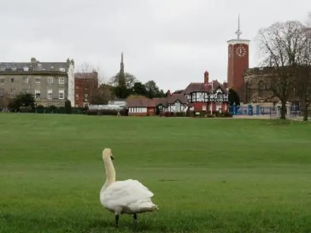 Swan in the Quarry