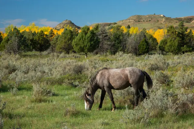 Theodore Roosevelt National Park