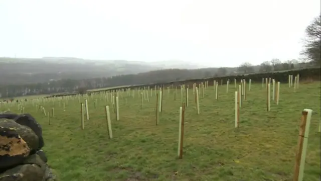 The trees being planted