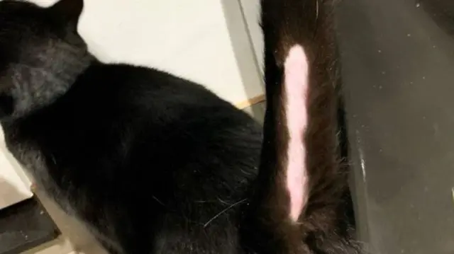 Pixie's shaved tail