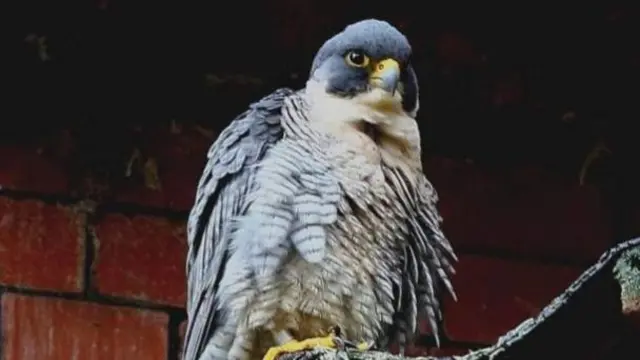 Peregrine falcon