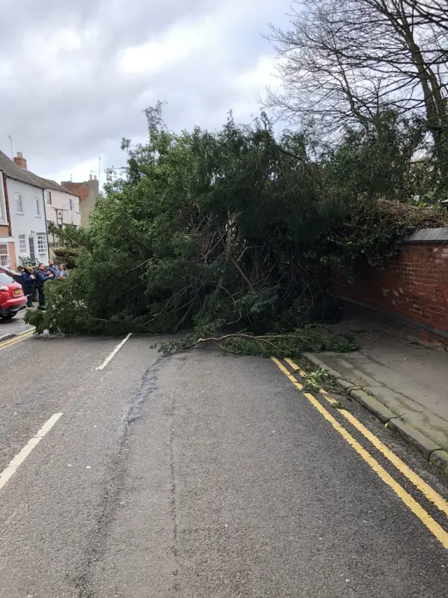 Tree on Bondgate Street