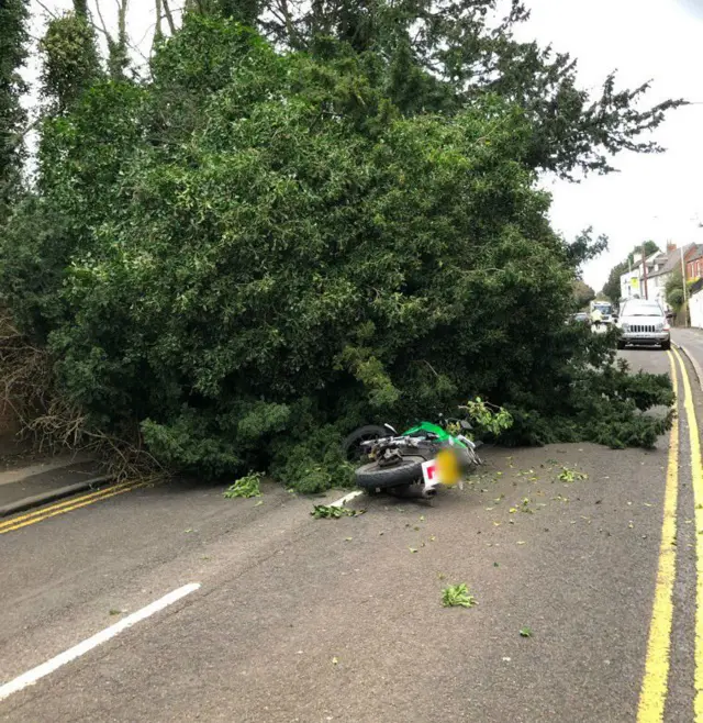 Tree down in Bondgate Street