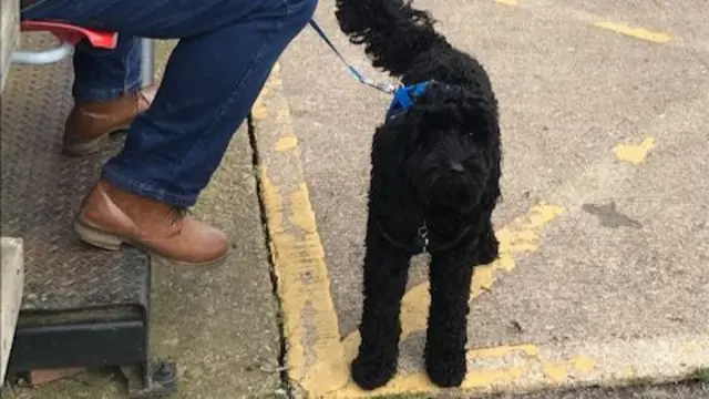 Dog at non-league ground