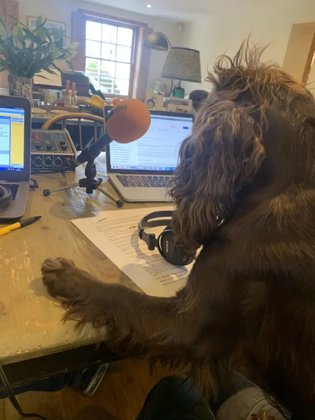 Image shows BBC presenter Sarah Montague's dog Pickle