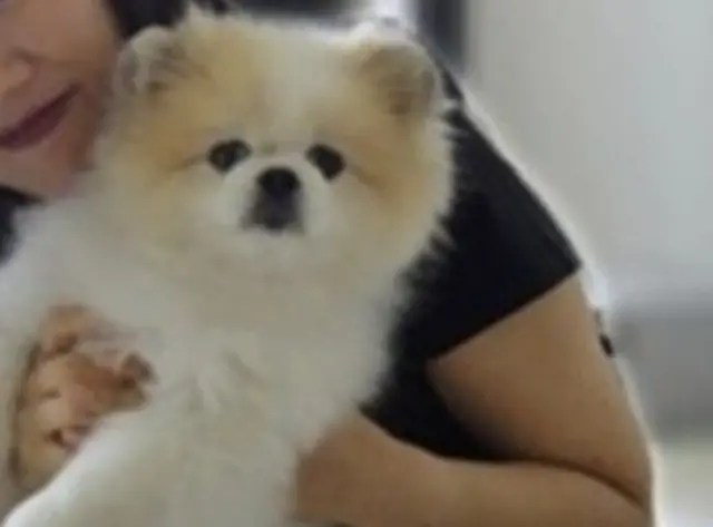 Pomeranian in Hong Kong