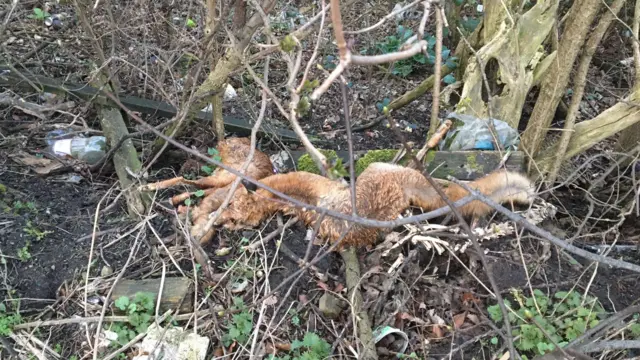 Dead foxes