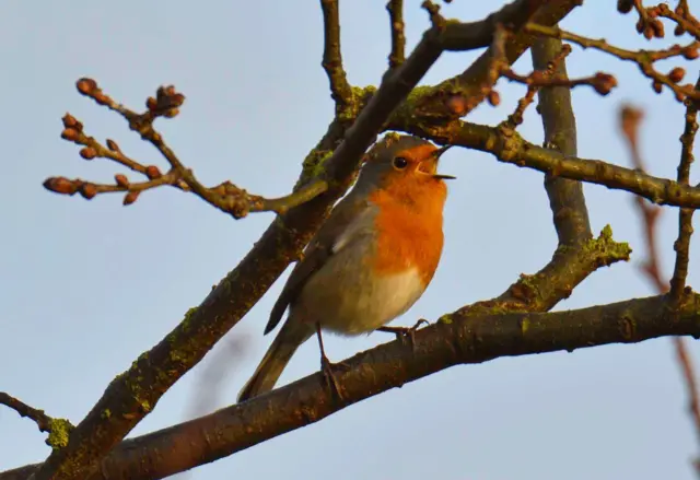 Robin