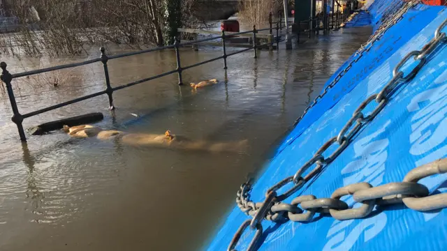 Barriers covered in water this afternoon