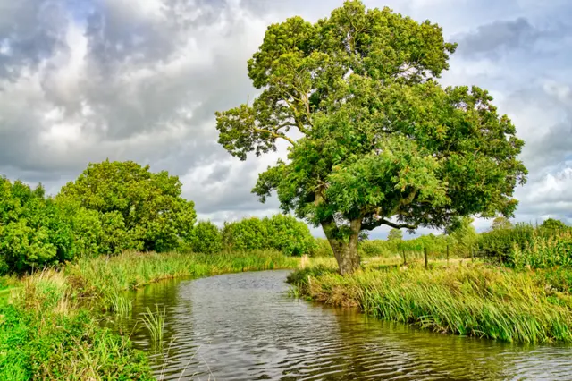 Trees by a river