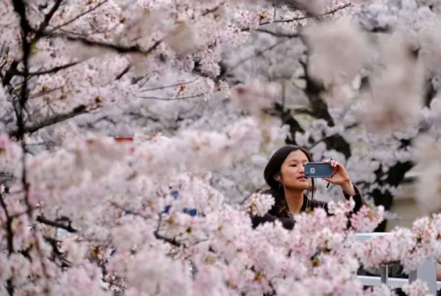 Woman taking pictures of cherry blossoms on her phone.