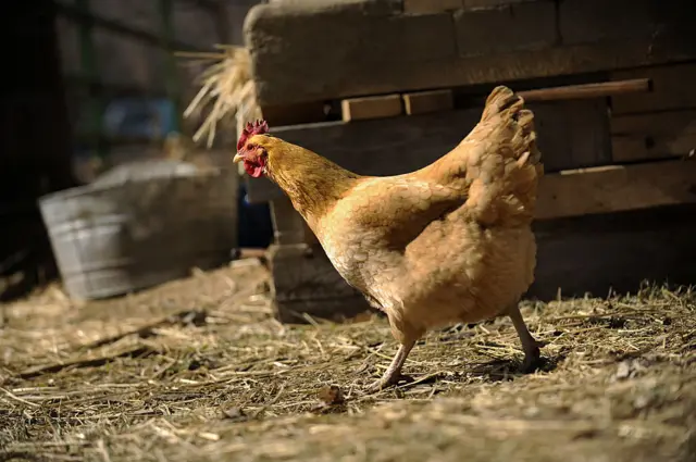 A Buff Orpington chicken in a stable