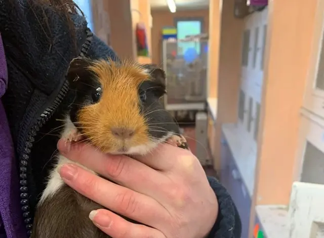 Guinea pig