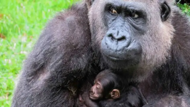 Gorilla holding baby gorilla to chest