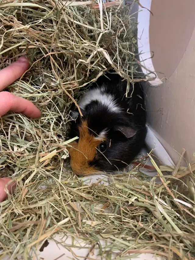 Guinea pig