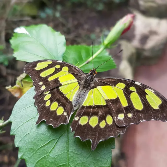 A malachite butterfly