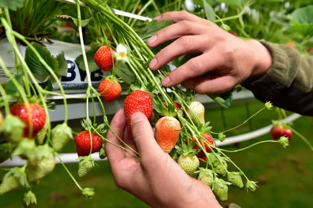 Strawberries being picked