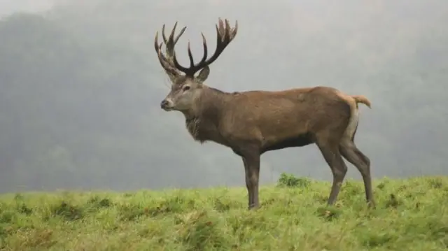 Red deer are the biggest native land animal still living in the UK