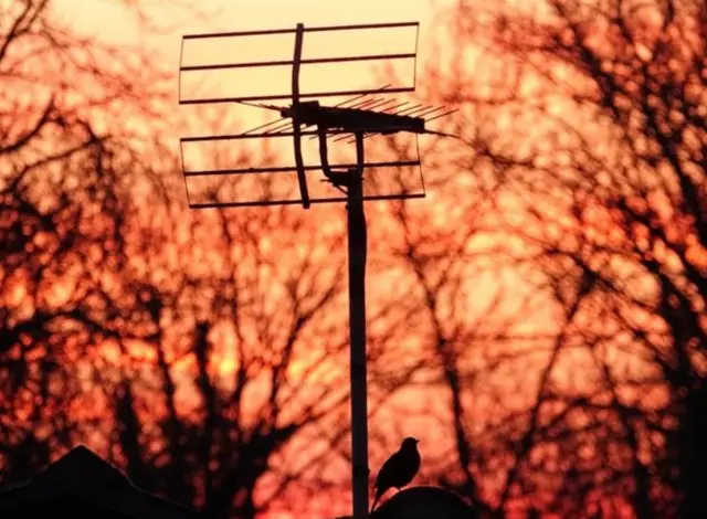 Bird on a roof