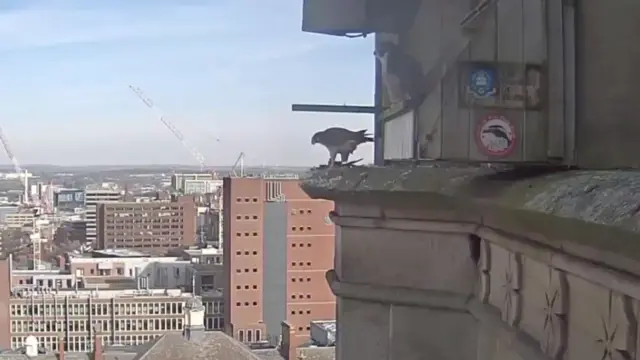 The falcon looking over the city