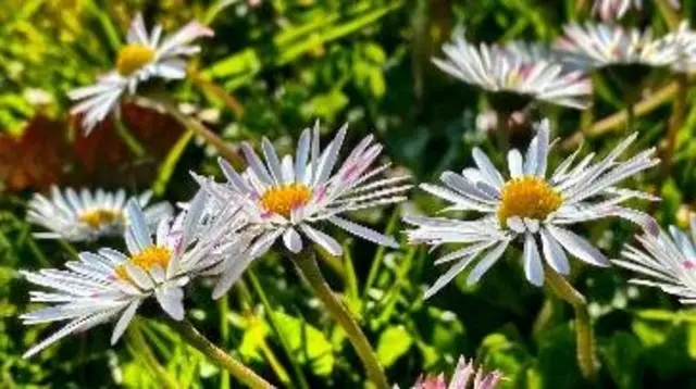 Flowers in Bicton