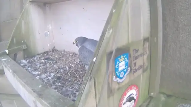 The falcon in a nesting box