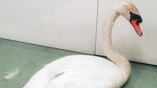 A swan