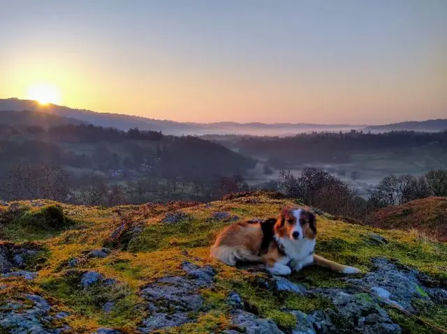 Dog at sunrise