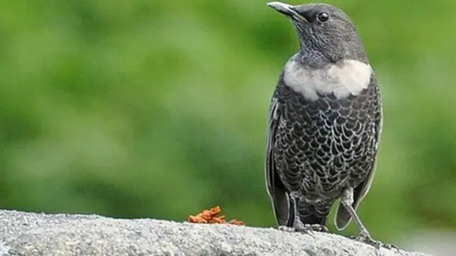 Ring ouzel stock image