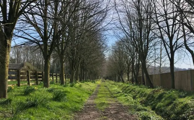 Tree-lined path