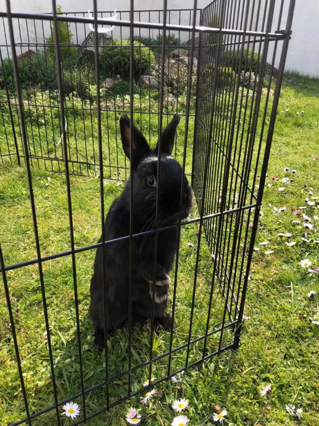 Rabbit in enclosure on grass outside