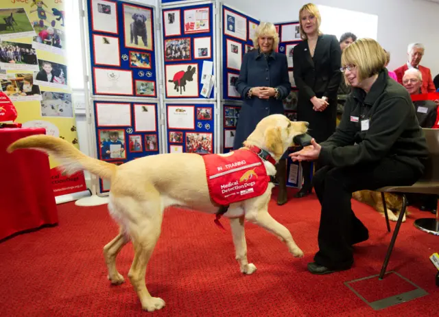 medical detection dog