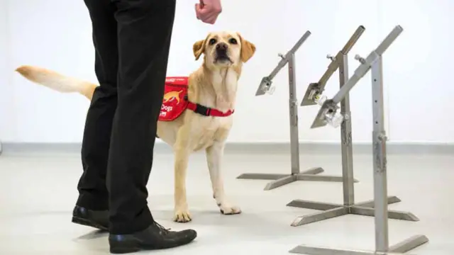 Medical detection dog