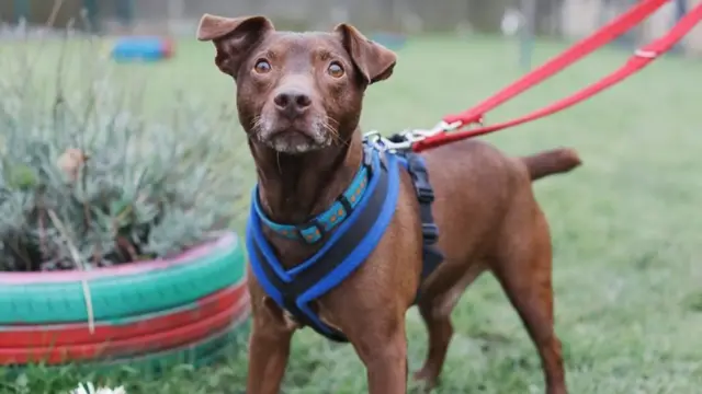 Diefer the dog