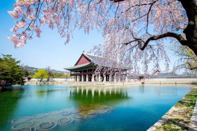 Cherry blossom at Gyeongbokgung Palace, South Korea