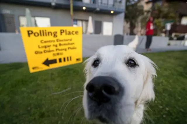 Dogs at Super Tuesday event