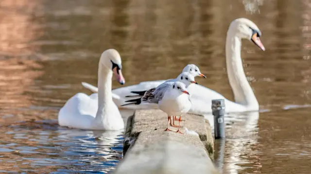 Swans