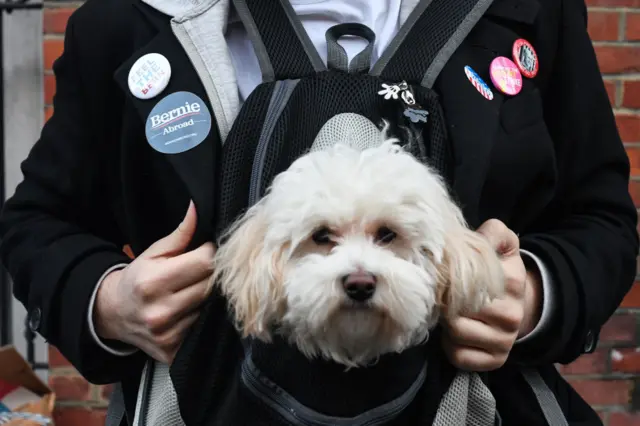 Dog at Super Tuesday event