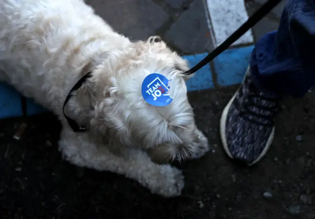 A dog with a campaign sticker on Super Tuesday