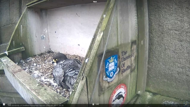 Peregrine falcon webcam at the University of Sheffield's St George's church lecture theatre