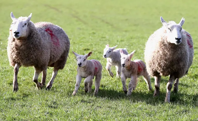 Sheep on a Welsh farm