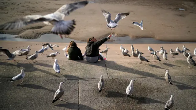 Seagulls