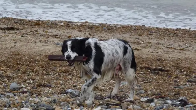 Dog with stick on beach.