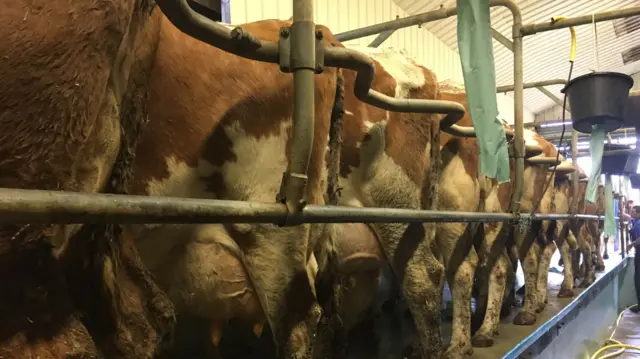 Cows being milked