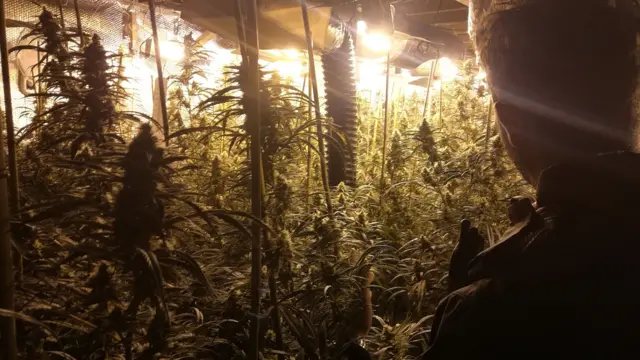 A cannabis farm